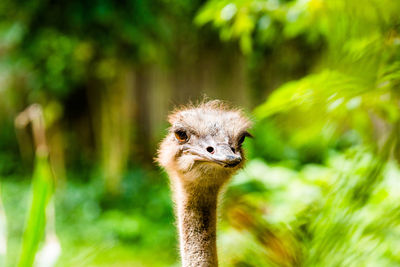 You do know that i do see you and am looking at you right - singapore jurong bird park, singapore