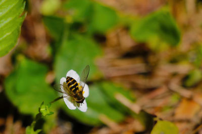 Close-up of bee on flower