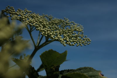Close-up of plant against sky