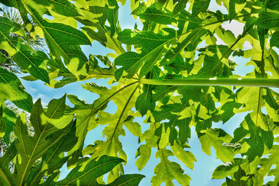 Low angle view of leaves against sky