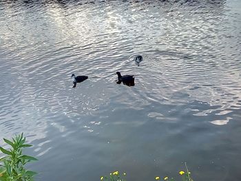 High angle view of ducks swimming in lake