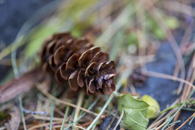 Close-up of dried plant against blurred background