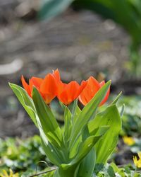 Close-up of orange flowers blooming outdoors