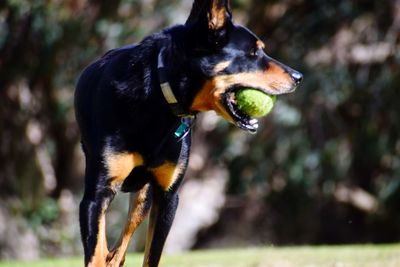 Dog looking away