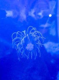 Close-up of jellyfish swimming in sea