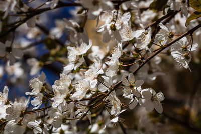 Close-up of white cherry blossom tree