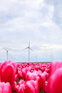 Pink tulips blooming and windmills in the background