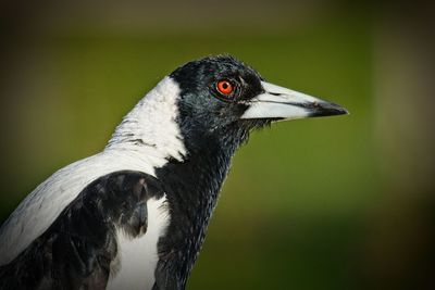 Close-up of a bird looking away