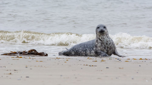 View of lion on beach