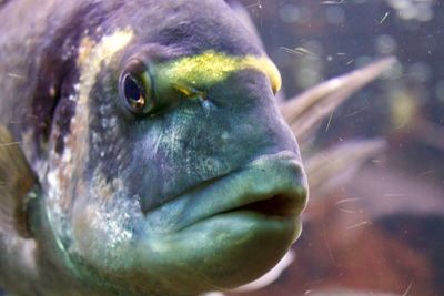 Close-up of fish swimming in sea