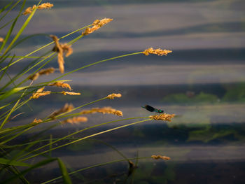 Close-up of bird flying