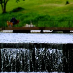 Plant growing on tree trunk