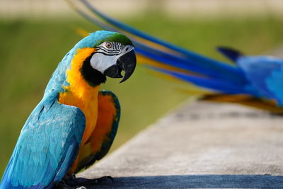 Close-up of a parrot