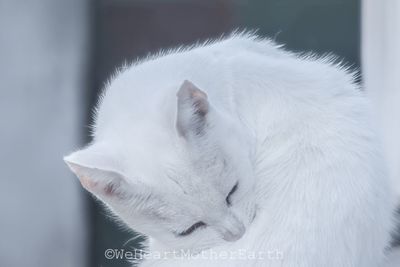 Close-up of cat sleeping