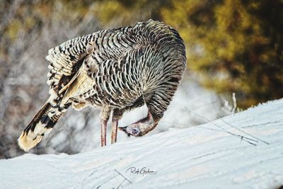 Close-up of a bird in snow