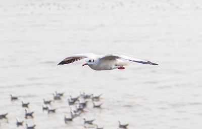 Seagull flying over sea