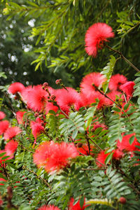 Close-up of red flowers