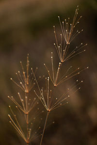 Close-up of wet dandelion on plant