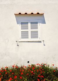 Flowers growing on wall of building