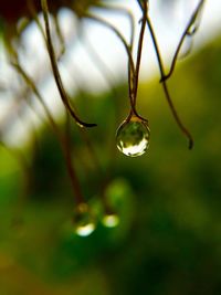 Macro shot of water drops on leaf