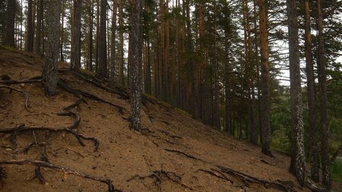 Pine trees in forest