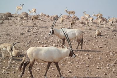 Oryx and impalas on field