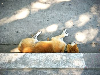 Dog sleep on ground