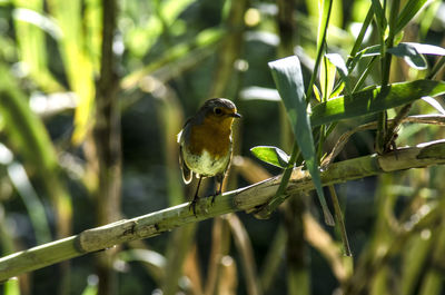 Close-up of bird perching on branch