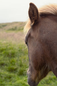Close up head of brown horse concept photo