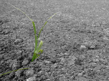 Close-up of plant growing on field