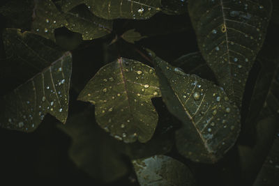 Close-up of raindrops on leaves