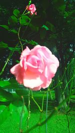 Close-up of pink rose