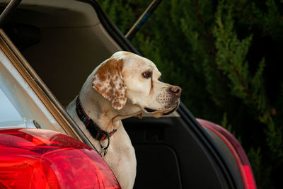 Dog looking through the car window