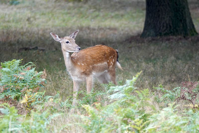 Deer standing in a field