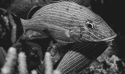 Close-up of fish swimming