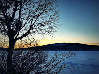 Scenic shot of bare tree against sky