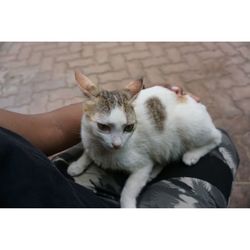 Portrait of kitten relaxing outdoors