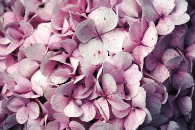 Full frame shot of pink flowering plant