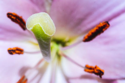 Close-up of purple flowering plant