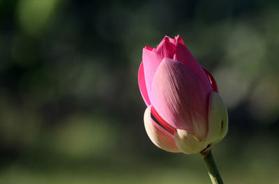 Close-up of pink tulip