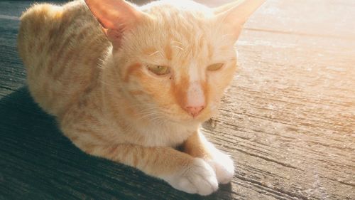 Close-up of a cat lying on wooden floor