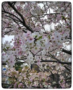 Cherry blossoms in spring