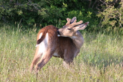 Deer in a field