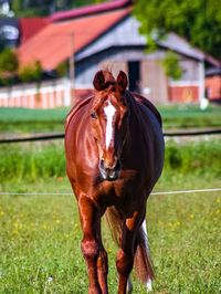 Horse in a field