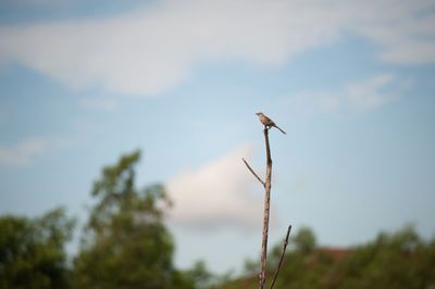 Bird perching on a plant