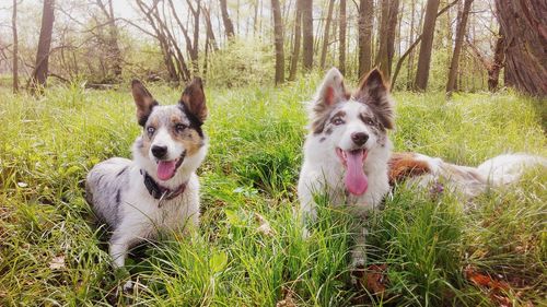 Portrait of dog on grass