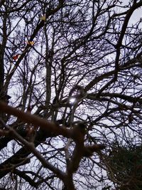 Low angle view of tree against sky