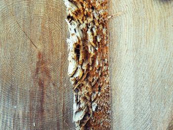 Close-up of tree trunk