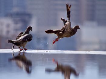 Pigeons flying over water