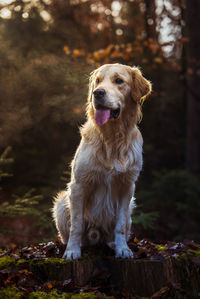 Close-up of dog